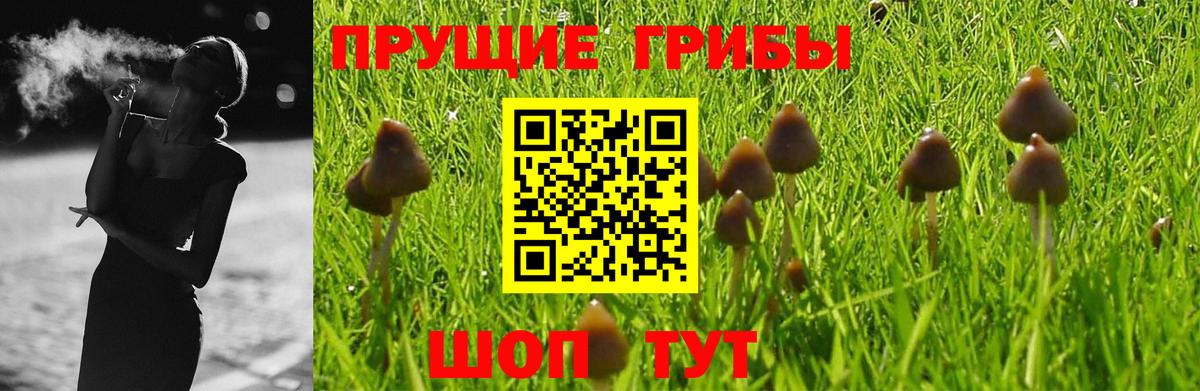 закладка  Псилоцибиновые грибы Cubensis  Вход с VPN  Канск 